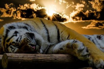 मलाई असफल पार्नेबाहेक ओलीले अरु काम गरेनन् : प्रचण्ड