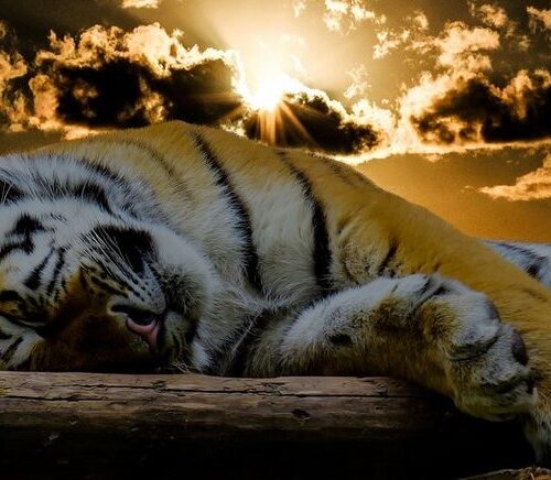 मलाई असफल पार्नेबाहेक ओलीले अरु काम गरेनन् : प्रचण्ड